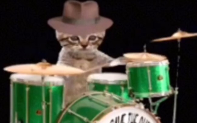 Meaningless Cat Meme #2