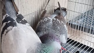 Pigeon breeding