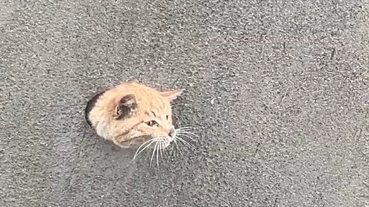 القط: عندما كنت أبني الجدار، علقت هنا تمامًا، أنا ما بأتريق! 😅