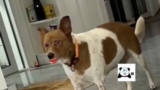 很难用猥琐来形容一只狗