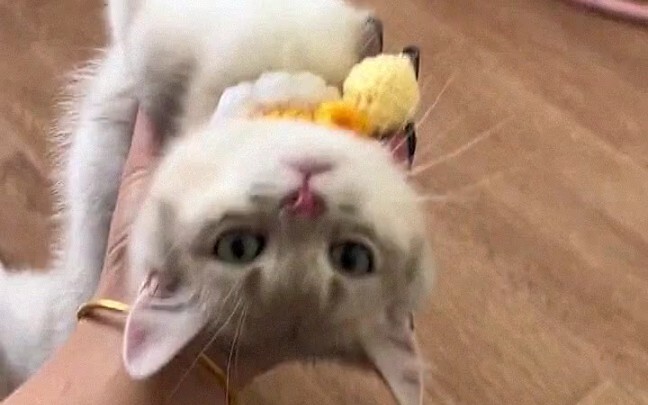 เคยเห็นแมวเมารถ เมารถไฟกันมาแล้ว แล้วเคยเห็นแมวเมาระหว่างว่ายน้ำไหม?