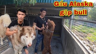 Gấu Alaska Về Ra Mắt Các A lớn Trong Gia Đình Săn Bắt Ẩm Thực Vùng Cao