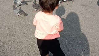 doves and baby playing