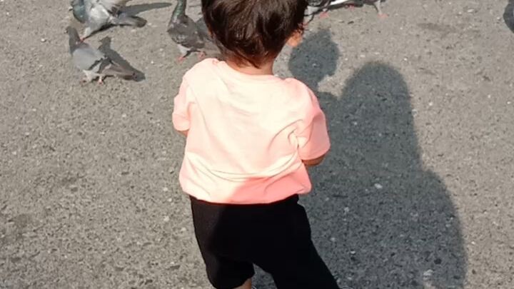 doves and baby playing