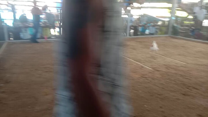 1st fight 3cock derby