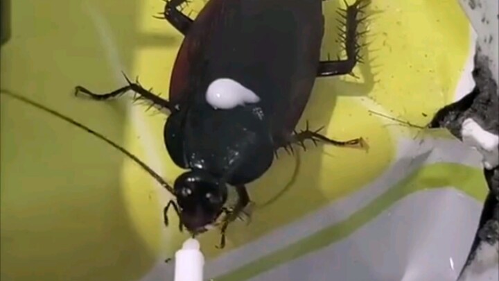Mantis, take your medicine!