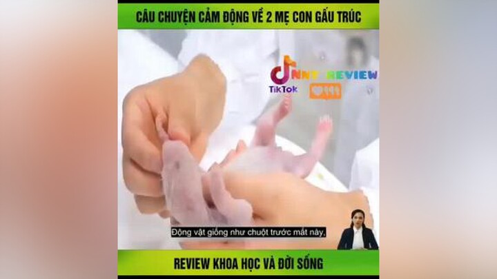 Câu chuyện cảm động về mẹ con gấu trúc 🐼🐼vulaci reviewphim nntreview2 mereviewphim