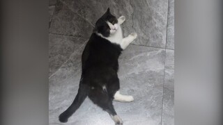 Một chiếc mèo chỉ thích nằm nhà người lạ!!(P2) | MYPET