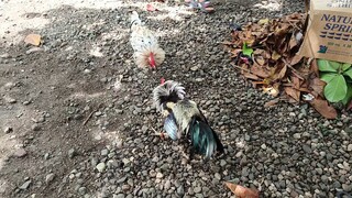 Melsim Grey VS Leiper Grey x White Kelso Spar