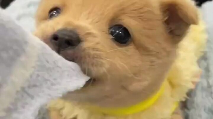 Belum pernah lihat anak anjing yang keras kepala seperti ini! Kalau kamu masih keras kepala, baterai