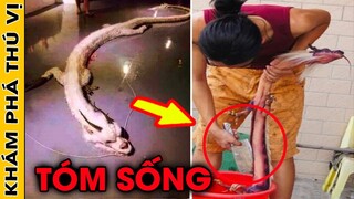 🔥10 Sinh Vật Khổng Lồ Kỳ Lạ Và Đáng Sợ Bị Con Người Tóm Gọn Mà Bạn Không Tin Chúng Tồn Tại  | KPTV