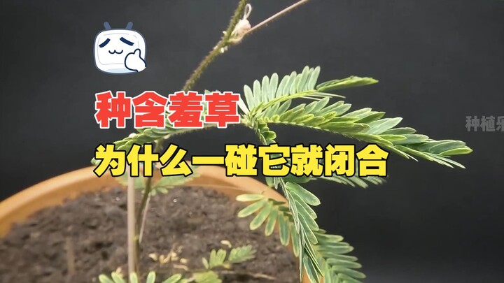 Tại sao cây xấu hổ lại khép lá ngay khi bị chạm vào? Trồng cây xấu hổ từ hạt giống!