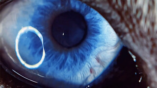 دعوني أريكم الياقوت الأزرق المُرصّع في جسم الهاسكي