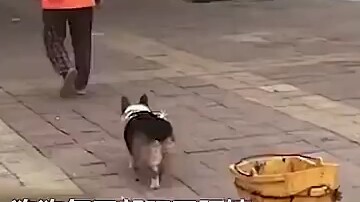 โท ล่า จี