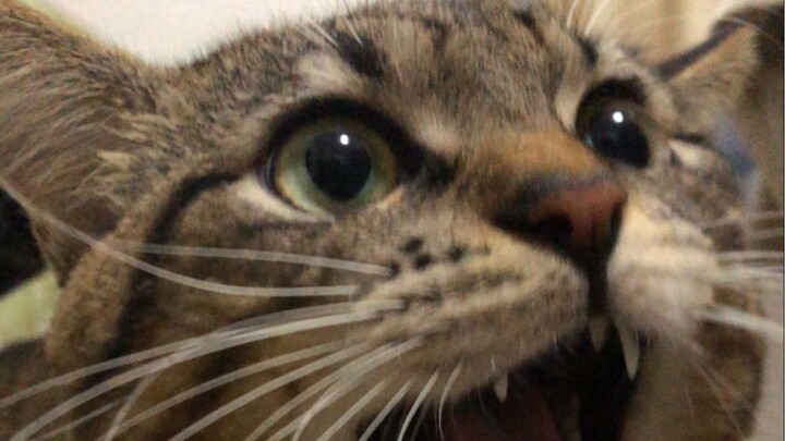 I’ve smashed two of the kitten’s bowls in two months straight—so frustrating! The kitten’s been mad 