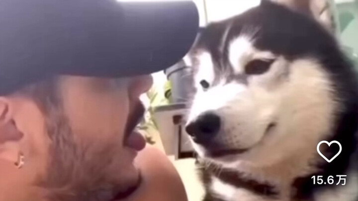 Hewan Peliharaan Imut dan Menggemaskan