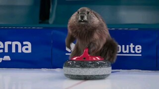 欢迎收看老鼠奥运会