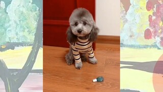 CUTE PET #น่ารัก&ตลก #5555+