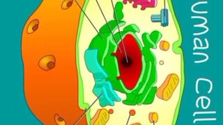 cell mo