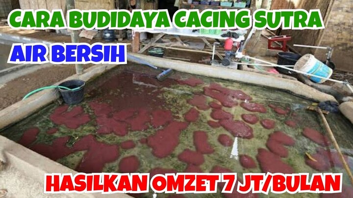 BUDIDAYA CACING SUTRA, WARGA BOYOLALI HASILKAN OMZET 7 JT/BULAN. CARA BUDIDAYA CACING SUTRA