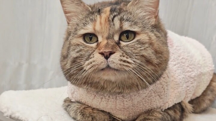 Mẹ bảo em rất hợp mặc màu hồng.