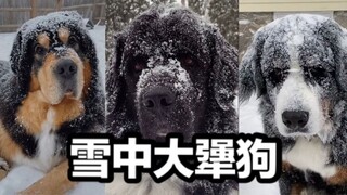 一到零下就会出现以下不想回家的犟种小狗，主人冷关我什么事？我觉得温度正好！