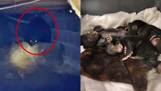 American man discovers wild bear in basement, decides to "live with the bear" after being frightened