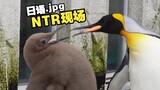 《画风突变のNTR企鹅》