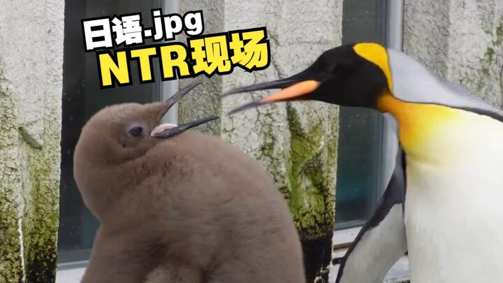 "Penguin NTR dengan Gaya Lukisan yang Berubah"