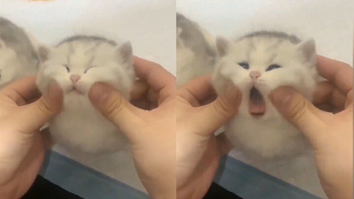 “Aren’t little milk cats just made to be petted?”