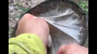 مجموعة المطاط الطبيعي، تحديث الفيديو المنعش
