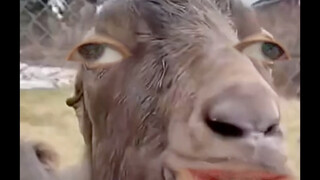 我肯定比你会点