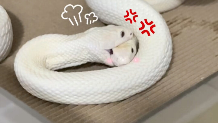 Help! I’m eating my coworker!! I’ll starve you for three meals! (ꐦÒ‸Ó)