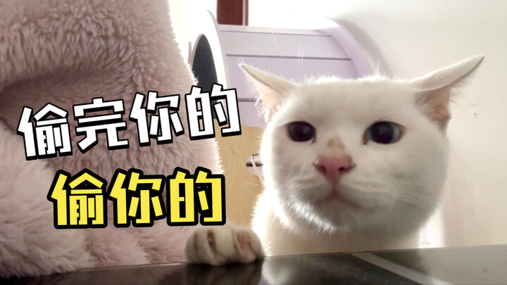 It’s been almost a month since the stray cat showed up, and every day it steals the natives’ food fi