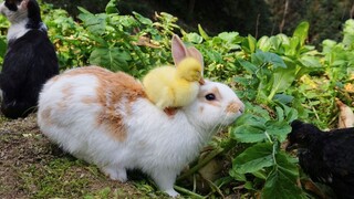 Rabbit, the Grass Eating Machine