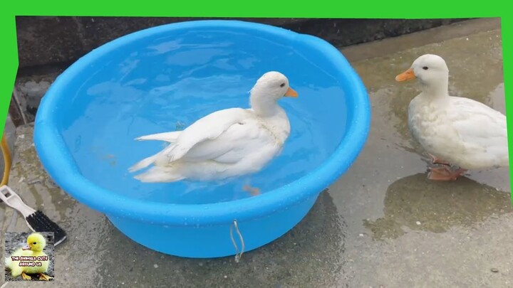 Bathing the swans - Cute Duck - Cute Animals Around Us