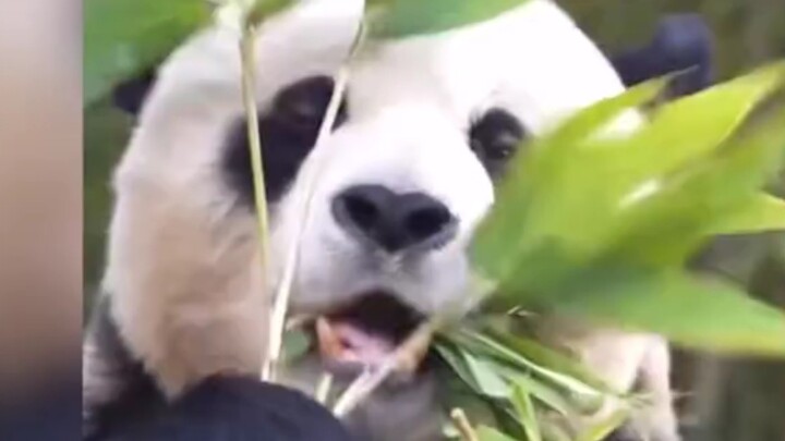 Fubao sangat mirip dengan ayahnya, Lebao.