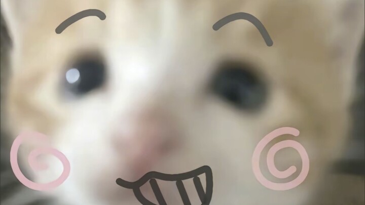 Collection of表情包 of the bitter nemesis kitten