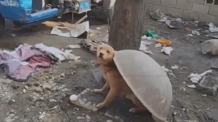 Puppy: So it turns out I’m the Nian monster after all