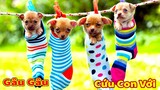 Thú Cưng TV | Gia Đình Gâu Đần #46 | Chó Golden thông minh vui nhộn | Pets funny cute dog