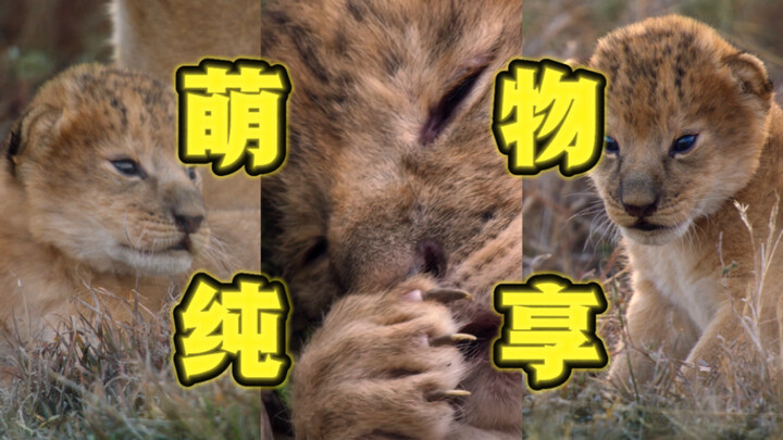 30 วินาที ลูกสิงโตน่ารักฟินๆ 🦁