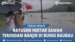 Banjir di Bungi Baubau Sulawesi Tenggara, Ratusan Hektare Sawah Terendam Air Gegara Sungai Meluap