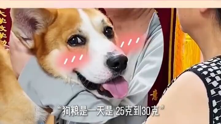 Anjing kecil kami hanya makan 30 gram makanan anjing setiap hari (doge)