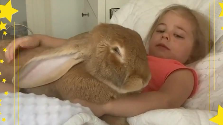 Mengadopsi kelinci juga oke, para penduduk Bintang Telinga Panjang sangat butuh pemilik yang siap be