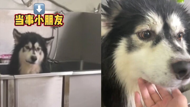 At Akasga Pet Shop, a dog refuses to cooperate during its bath and ends up “calling the parents”—its