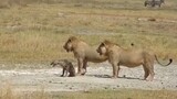 Hyena: Stop Following Me, Please