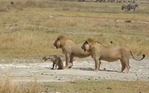 Hyena: Stop Following Me, Please