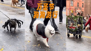 纽约万圣节狗狗游行，超多可爱狗狗!!!