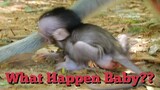 Break Heart Baby Monkey Cry, What Happen On Baby Monkey, Why Baby Monkey Cry Loudly