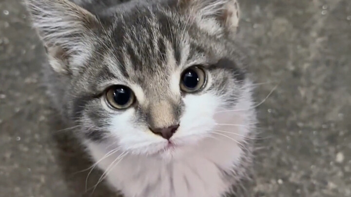 Đúng là dễ thương, chú mèo có duyên trước ống kính quá!